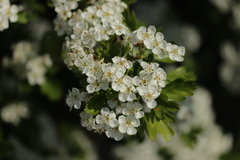 Crataegus