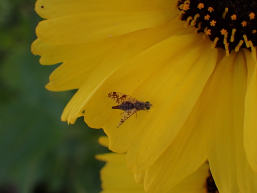 iNaturalist observation photo of Sunflower Seed Maggot