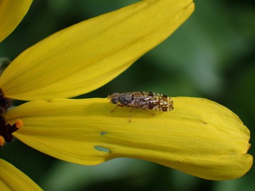 iNaturalist observation photo of Sunflower Seed Maggot