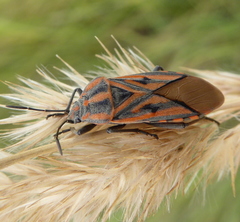 Spilostethus rivularis