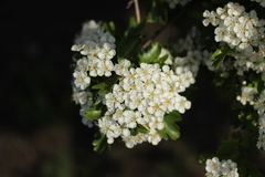 Crataegus