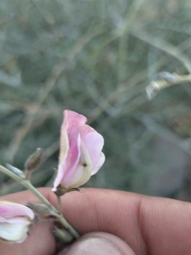 Image of Tephrosia palmeri by no rights reserved
