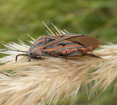 Spilostethus rivularis