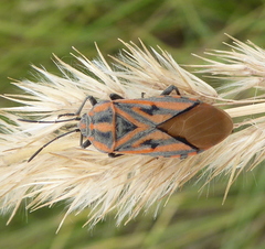Spilostethus rivularis