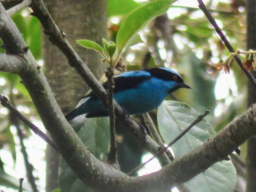 Turquoise Dacnis (Dacnis hartlaubi), photo 6