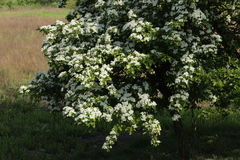 Crataegus