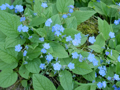 Omphalodes verna