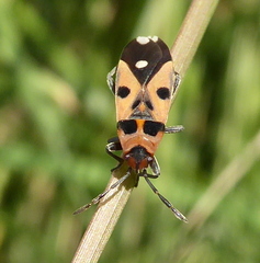 Horvathiolus delicatulus