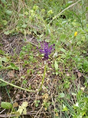 Muscari comosum