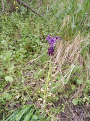 Muscari comosum