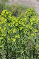 Euphorbia esula