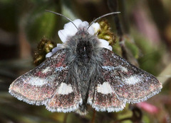 Schinia pulchripennis