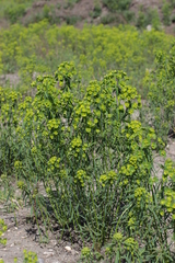 Euphorbia esula