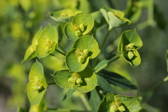 Euphorbia esula