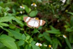 Nyctemera tripunctaria