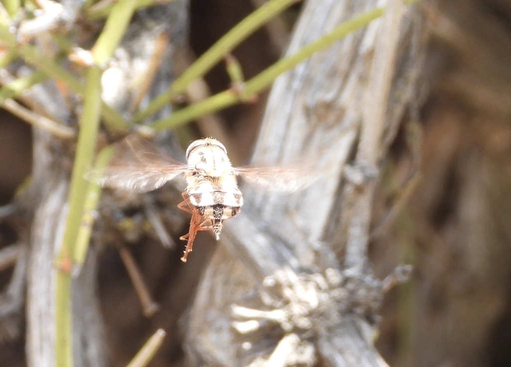 Trichophthalma barbarossa