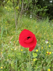 Papaver rhoeas