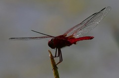 Urothemis signata insignata