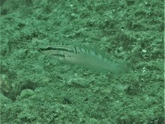 Amblygobius stethophthalmus