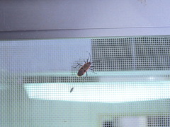 Physopelta quadriguttata