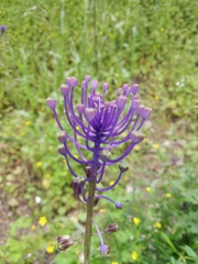 Muscari comosum