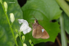 Notocrypta paralysos varians