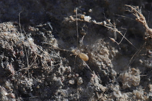 Pholcus crypticolens photo 2