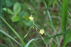 Linum sulcatum
