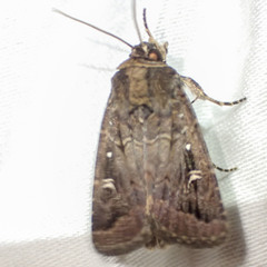 Proteuxoa microspila