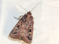 Proteuxoa microspila