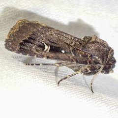 Proteuxoa microspila