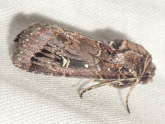 Proteuxoa microspila