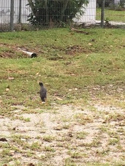 Acridotheres javanicus