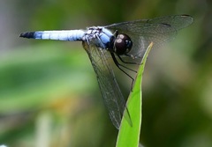 Aethriamanta gracilis