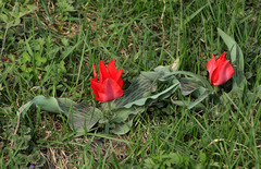 Tulipa greigii