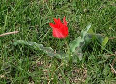 Tulipa greigii