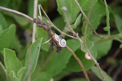 Theba pisana