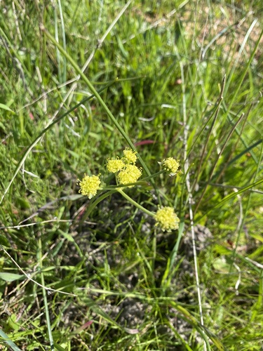 iNaturalist observation photo of alkali desertparsley