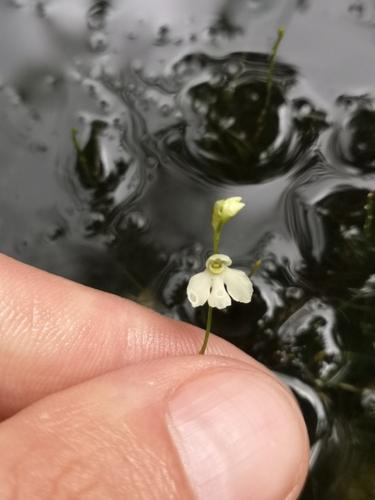 Utricularia neottioides