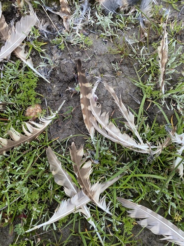 iNaturalist observation photo of Burrowing Owl
