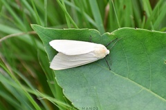 Creatonotos