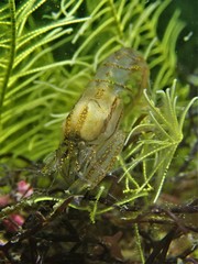 Synalpheus stimpsonii