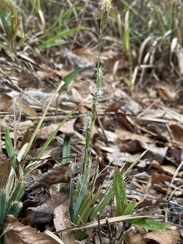 Baltzell's Sedge (Carex baltzellii)