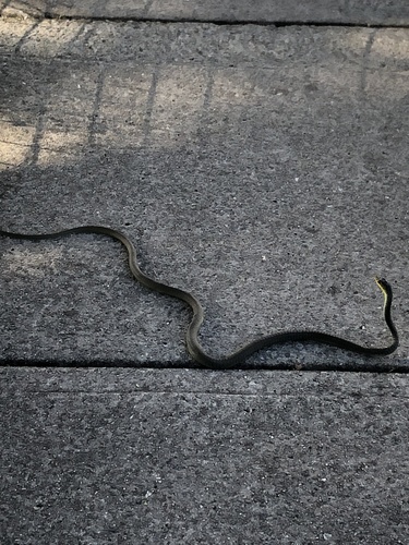 Common Tree Snake sighting