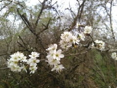 Prunus spinosa