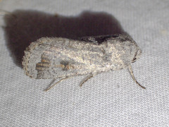 Proteuxoa amaurodes
