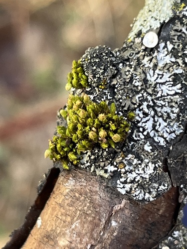 Dark-green Bristle Moss (Lewinskya sordida)