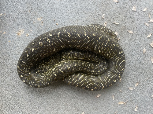 Diamond Python sighting