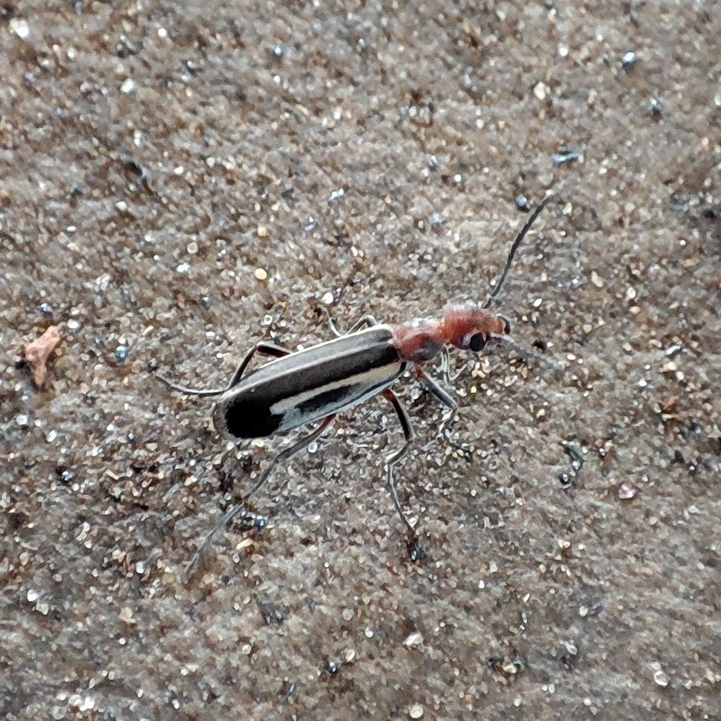 Burning Blister Beetles