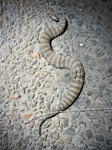 Southern Death Adder sighting